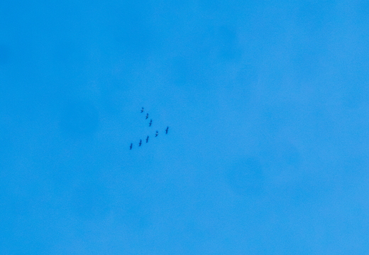 P1170266-NR