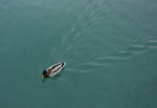 IMG 6587