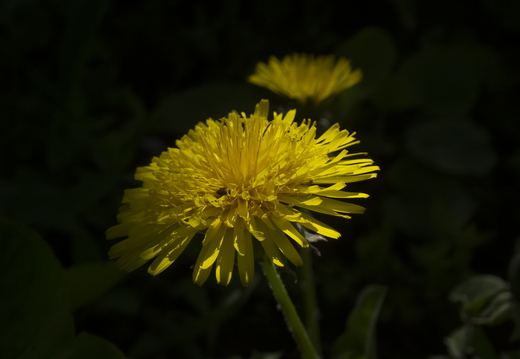 DSCF2092