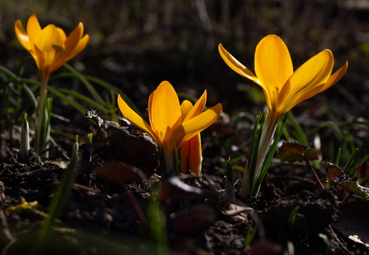 Three vibrant yellow crocus flowers blooming in spring garden wi