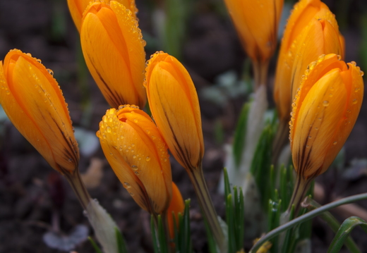 Vertical shot of yellow crocus flower buds with dew drops in spr