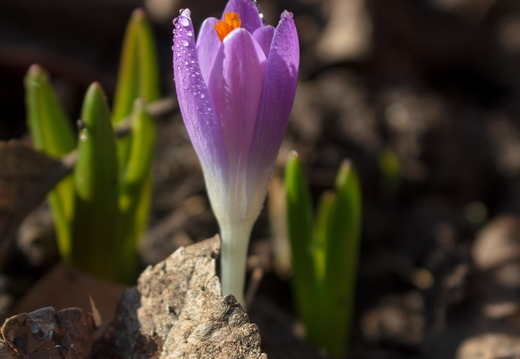 Purple crocus flower with dew drops blooming in early spring.