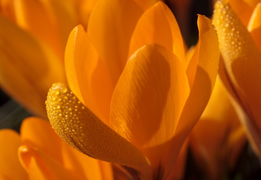 Extreme macro of yellow crocus flower petals with morning dew dr