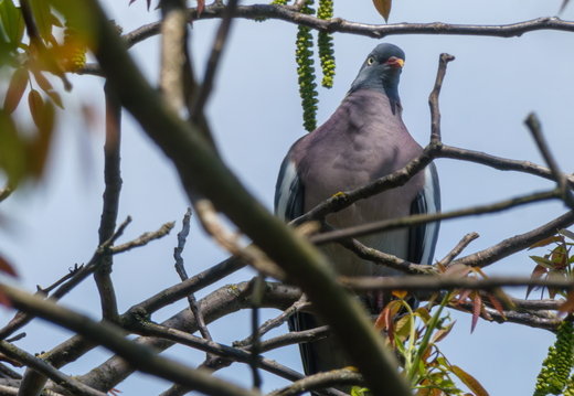 Wild wood pigeon perching on walnut tree branch with spring catk