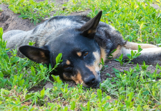Australian cattle dog lying on green grass in rural backyard