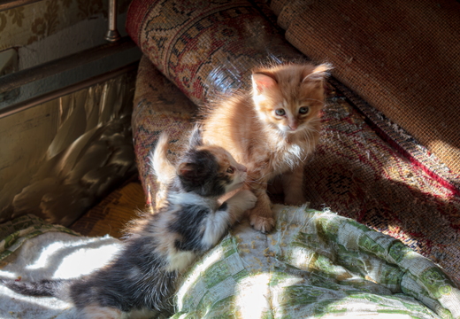 Two cute small kittens playing together in bright sunlight indoo