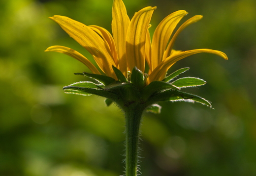 Yellow Flower Backlit From Below With Fuzzy Stem Against Bokeh B