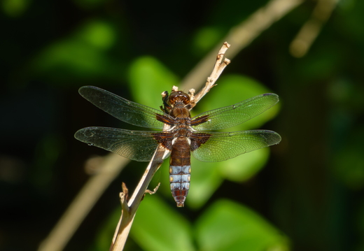 Broad-bodied chaser dragonfly perched on dry twig macro shot